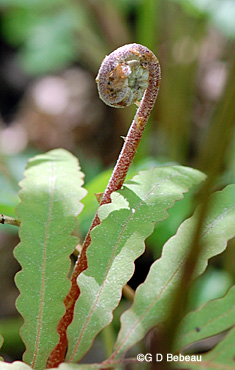 Sensitive Fern Fiddlehead