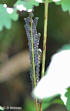 Sensitive fern fertile frond