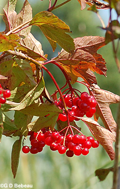 American Cranberry ripe fruit