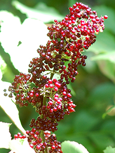 Spikenard fruit