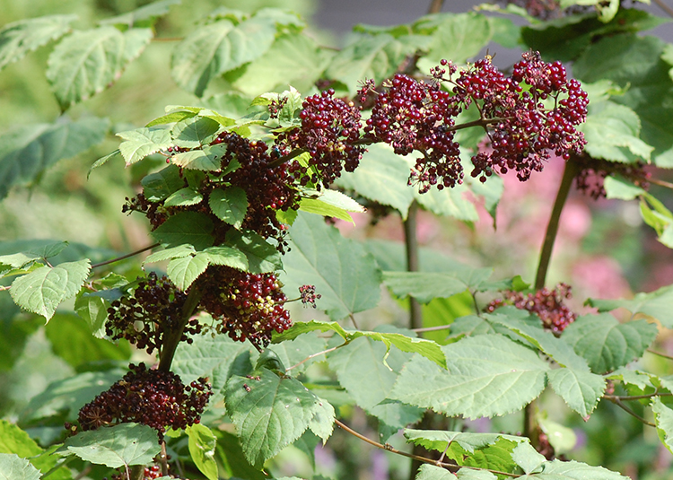 spike of purple fruit