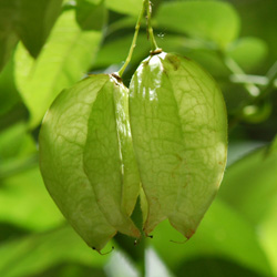 Plant #1