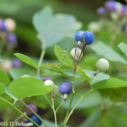 Blue cohosh Fruit