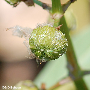 Broadleaf Arrowhead green seedhead