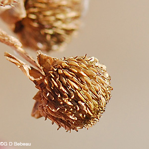 Broadleaf Arrowhead mature seedhead