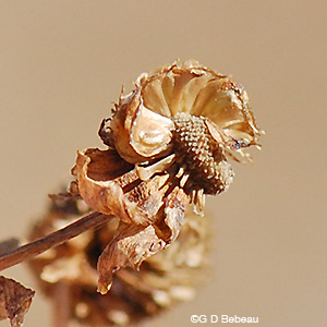 Broadleaf Arrowhead seed