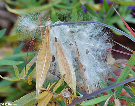 Butterfly milkweed seeds