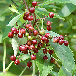 Plant 24