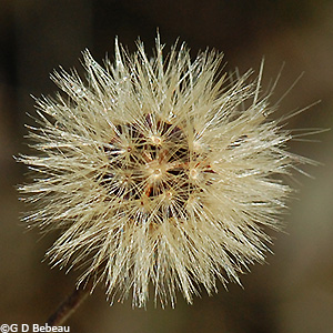 seed head