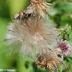 Canada Thistle seedheads