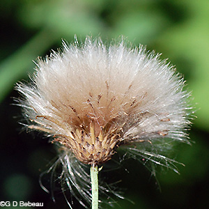 Canada Thistle seedhead