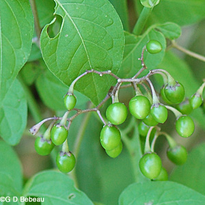 Climbing Nightshade green fruit