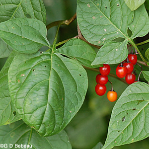 Climbing Nightshade Red fruit