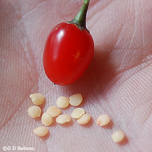 seeds