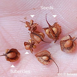 seed