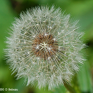 Seed head