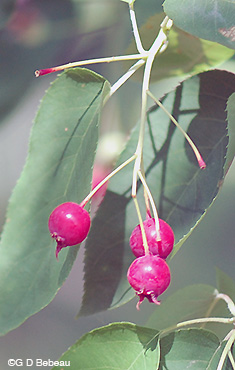 Downy Serviceberry fall fruit