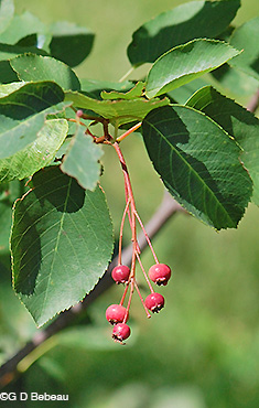 Downy Serviceberry fall fruit
