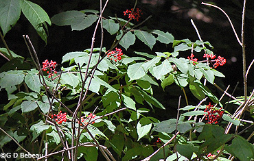 Elderberry fruit clusters
