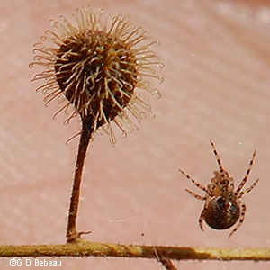 Mature seed