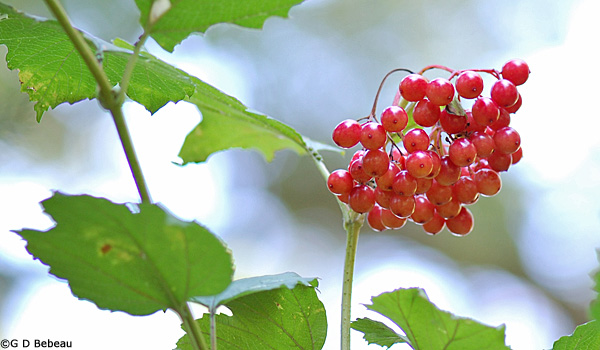 European Cranberrybush with fruit