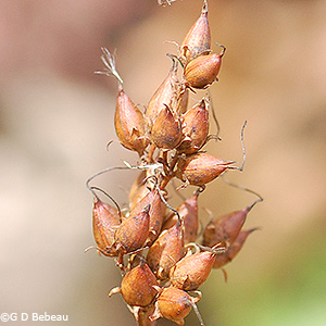 Seed Capsules