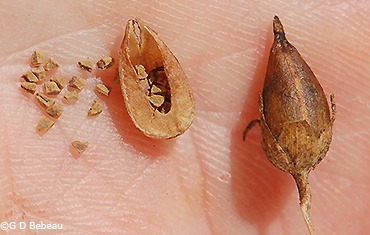 seeds