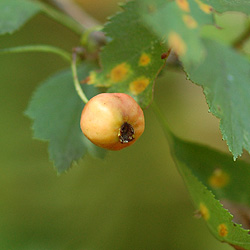 Hawthorn