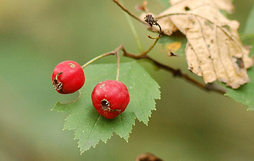Hawthorn