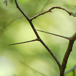 Hawthorn