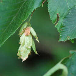 Plant 22