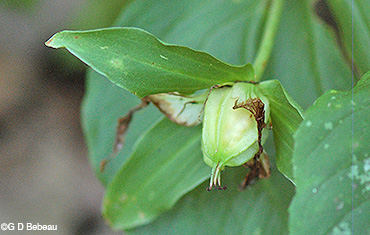 Seed capsule