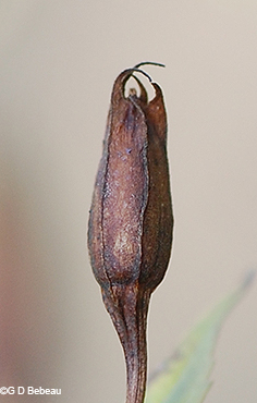 seed capsule