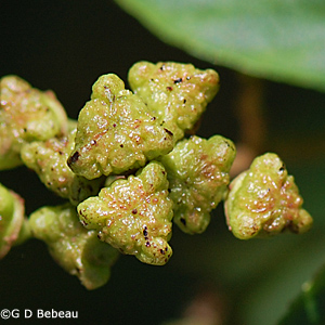 New Jersey Tea drupe