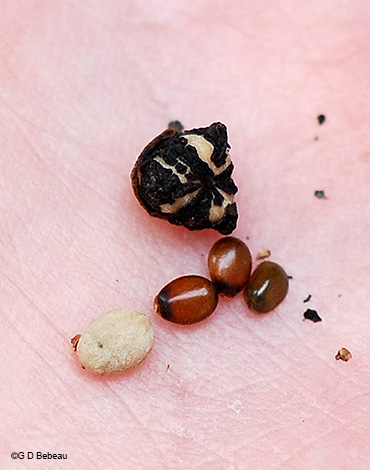 seeds