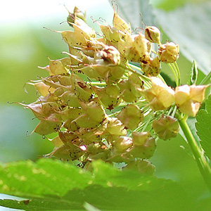 Ninebark July Fruit