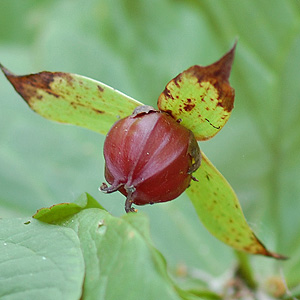 Purple Trillium seed