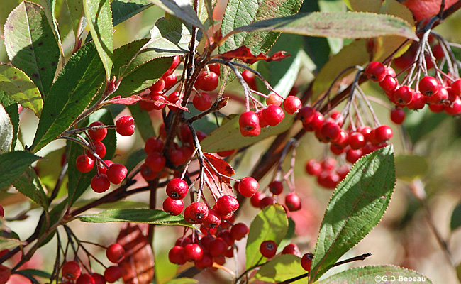 Red Chokeberry