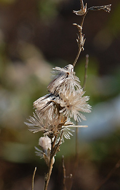 Shaggy blazing Star Seedheads
