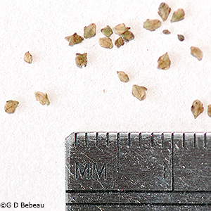 seeds
