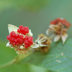 Thimbleberry