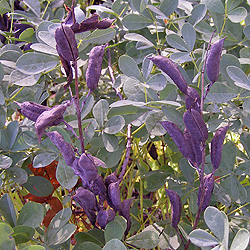 Plant #5