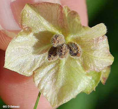 seeds