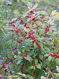 Winterberry
