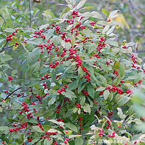Winterberry shrub