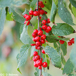 winterberry fruit