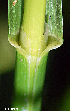 ligule