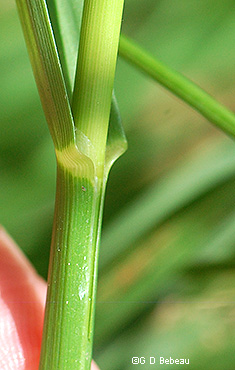 ligule