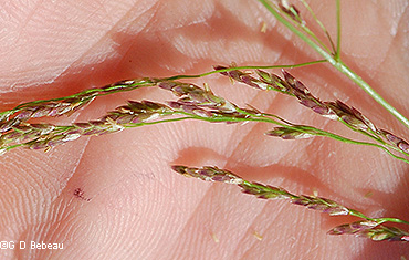 spikelets