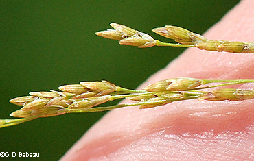spikelets